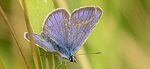 Photos macro papillons