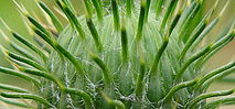 Photos macro plantes