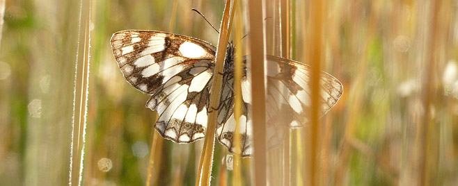 Photo macro
