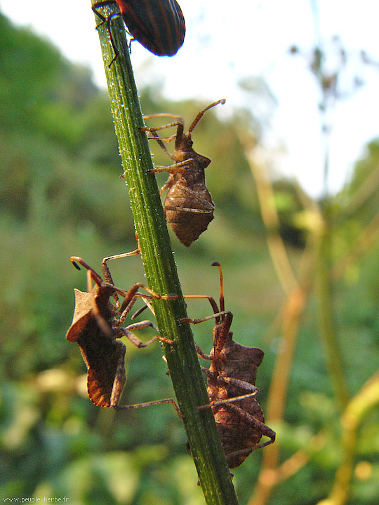 Photo macro insecte Corée marginée (Coreus marginatus)