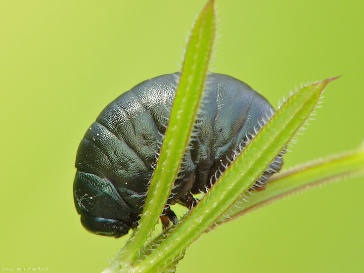 Photo macro insecte Larve de chrysomèle (Chrysomelidae)