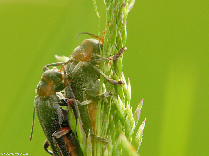 Photo macro insecte Téléphore moine (Cantharis rustica)