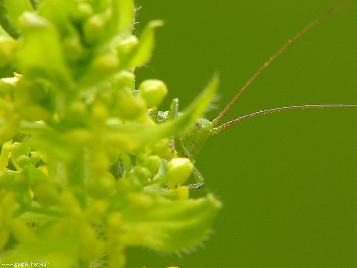 Photo macro insecte Sauterelle (Tettigoniidae)