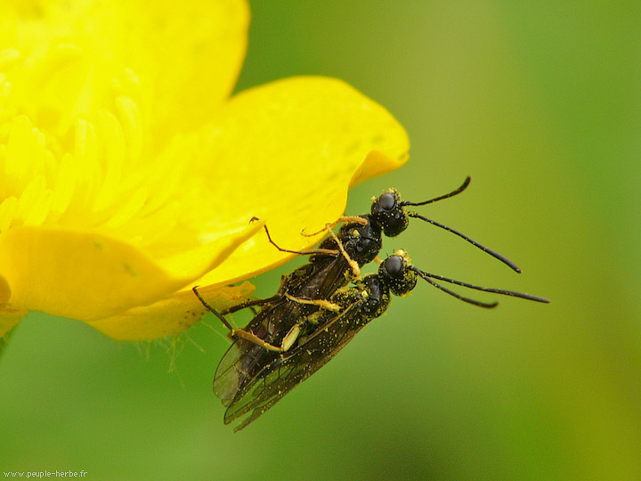 Photo macro insecte Hyménoptère (Hymenoptera)