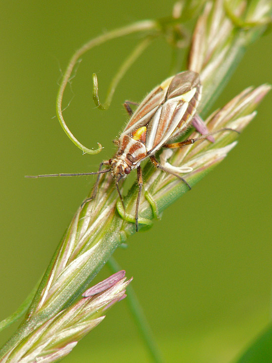 Photo macro insecte Punaise des plantes (Rhabdocystus guldei)
