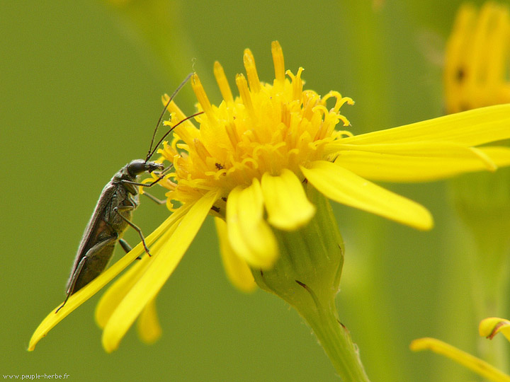 Photo macro insecte Oedémère noble femelle (Oedemera nobilis)