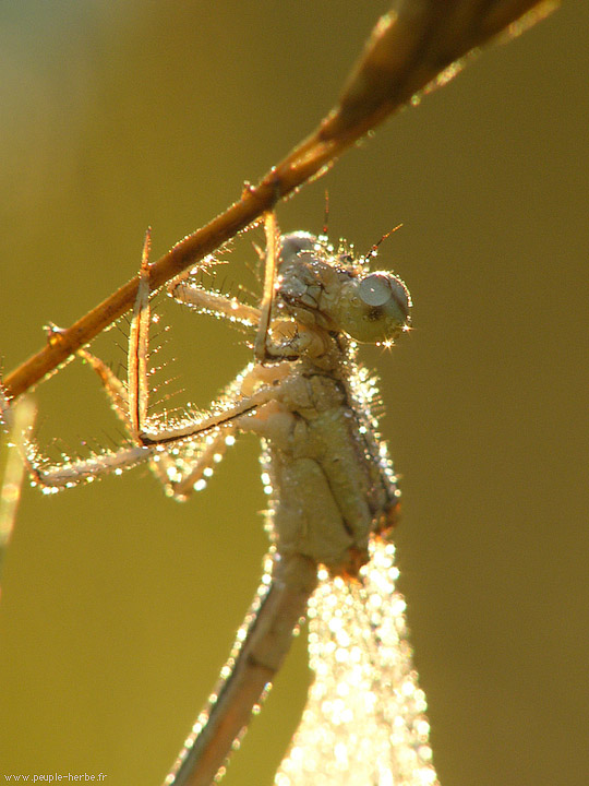 Photo macro insecte Agrion à larges pattes (Platycnemis pennipes)