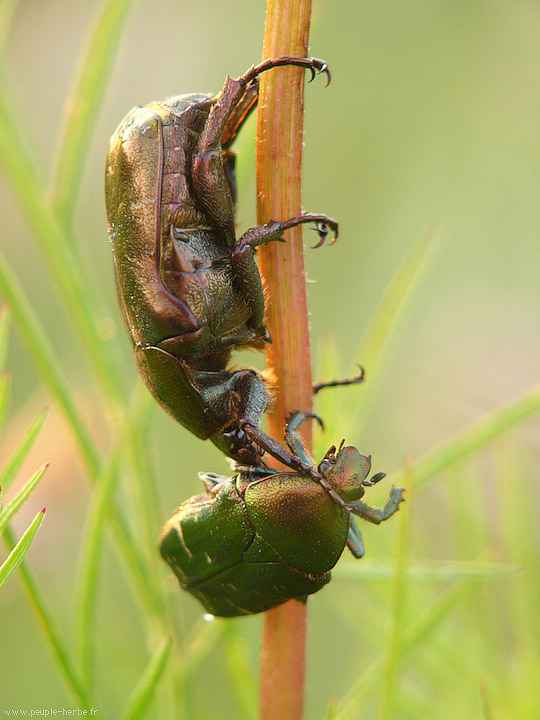 Photo macro insecte Cétoine dorée (Cetonia aurata)