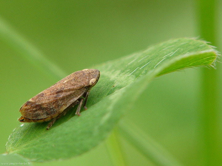 Photo macro insecte Philène (Philaenus sp.)