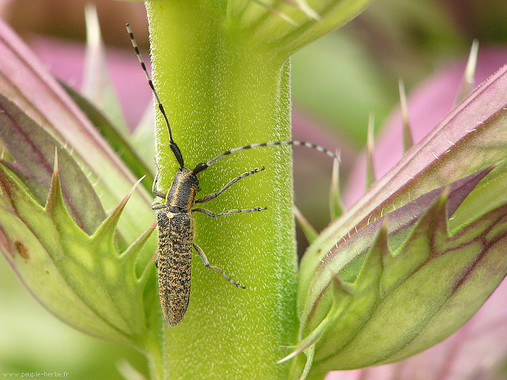 Photo macro insecte Agapanthie à pilosité verdâtre (Agapanthia villosoviridescens)