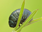 Larve de chrysomèle - Chrysomelidae - Macrophotographie