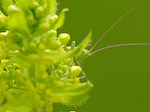Sauterelle - Tettigoniidae - Macrophotographie