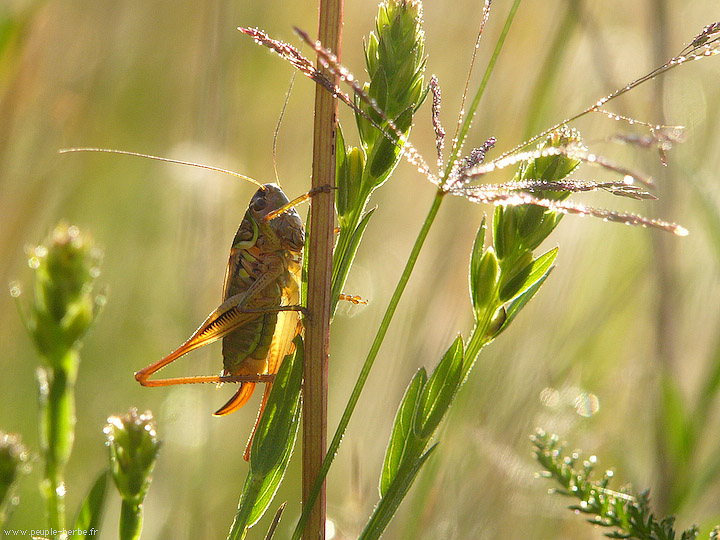 Photo macro Sauterelle (Tettigoniidae)