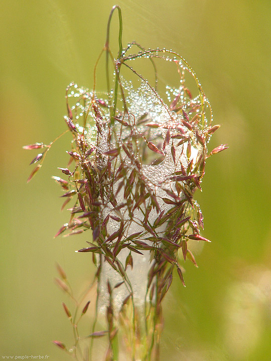 Photo macro Toile d'araignée (Araneae)