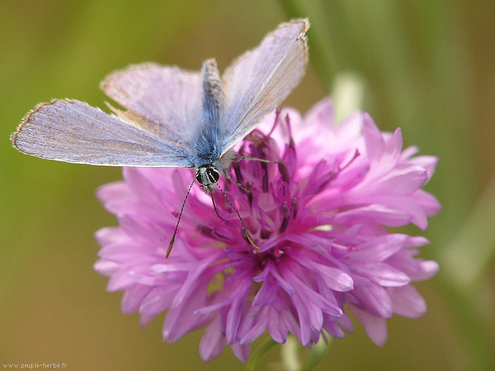 Photo macro papillon L'Argus bleu mâle (Polyommatus icarus)