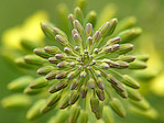 Fleur de chou - Brassica oleracea - Macrophotographie