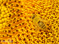 Fonds d'écran nature, photos macro