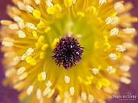 Fonds d'écran nature, photos macro