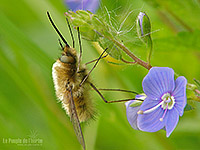 Fonds d'écran nature, photos macro