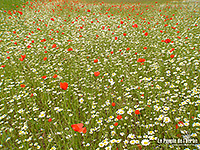 Fonds d'écran nature, photos macro