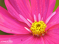 Fonds d'écran nature, photos macro