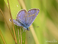 Fonds d'écran nature, photos macro