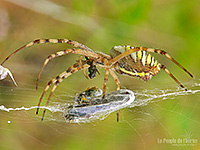Fonds d'écran nature, photos macro