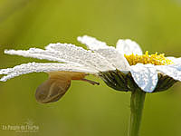 Fonds d'écran nature, photos macro