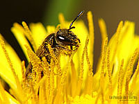 Fonds d'écran nature, photos macro