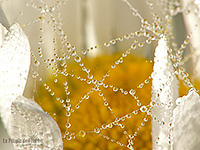 Fonds d'écran nature, photos macro