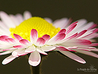 Fonds d'écran nature, photos macro