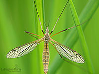 Fonds d'écran nature, photos macro