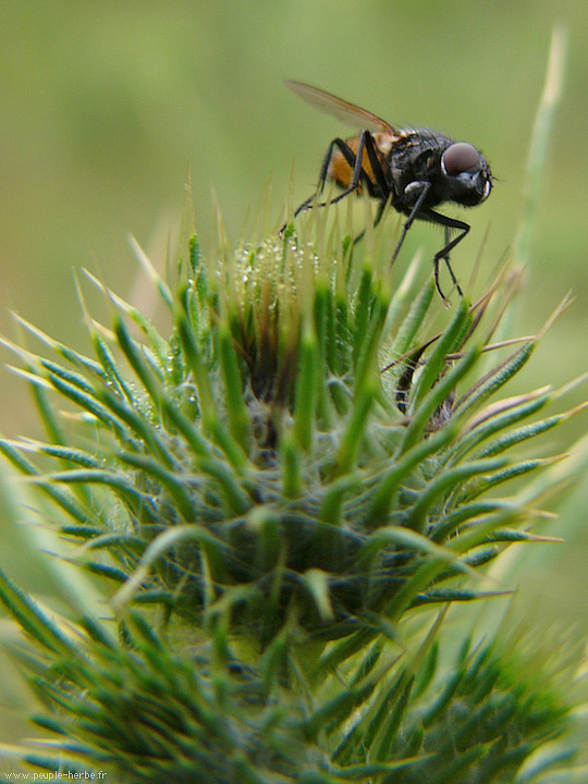 Photo macro Mouche (Diptera)