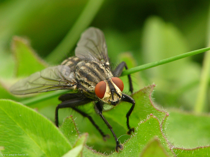 Photo macro Mouche (Diptera)