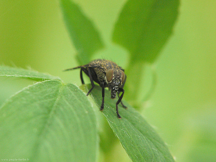 Photo macro Mouche (Diptera)