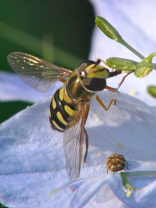 Photo macro Syrphe (Syrphidae)