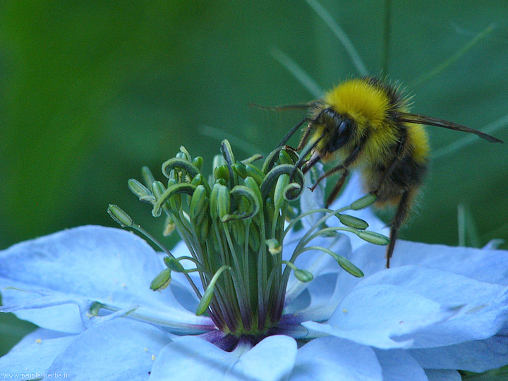 Photo macro Bourdon (Bombus sp.)