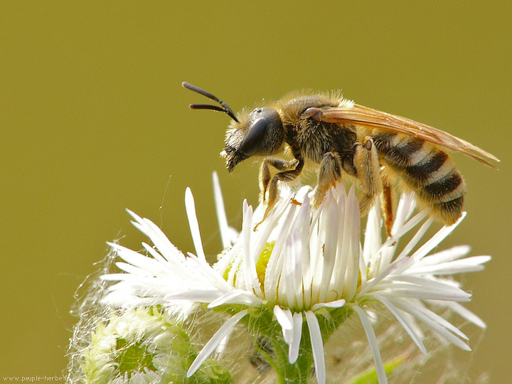 Photo macro Halicte (Halictus sp.)