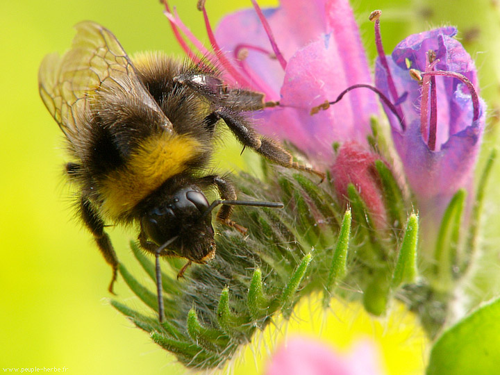 Photo macro Bourdon (Bombus sp.)