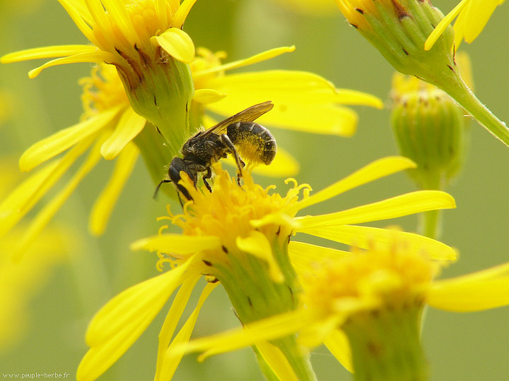 Photo macro Mégachile (Megachilidae)