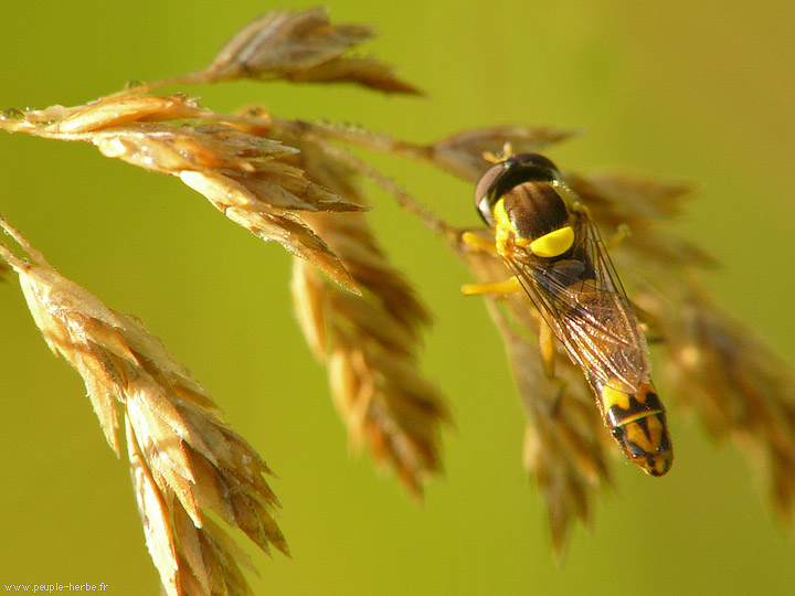 Photo macro Sphaérophore notée (Sphaerophoria scripta)