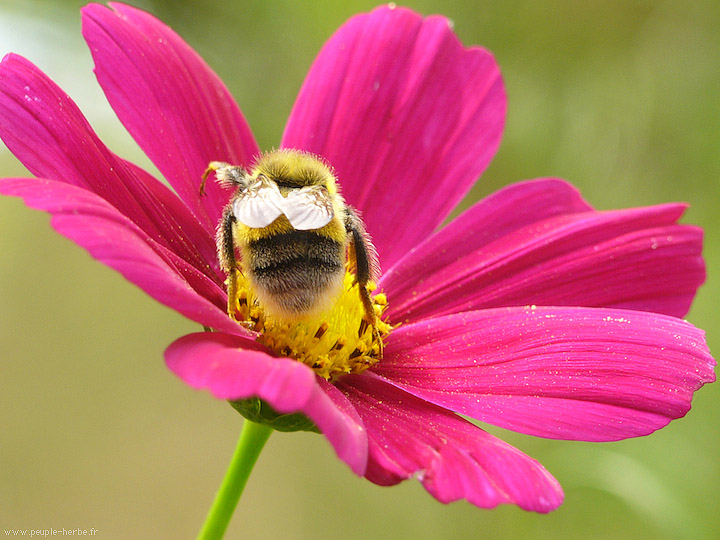 Photo macro Bourdon (Bombus sp.)