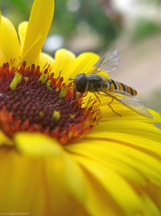 Photo macro Syrphe ceinturé (Episyrphus balteatus)