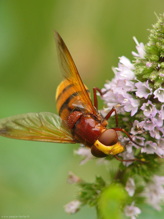 Photo macro Volucelle zonée (Volucella zonaria)