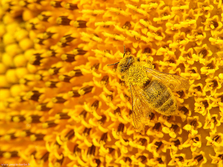 Photo macro Abeille domestique (Apis mellifera)