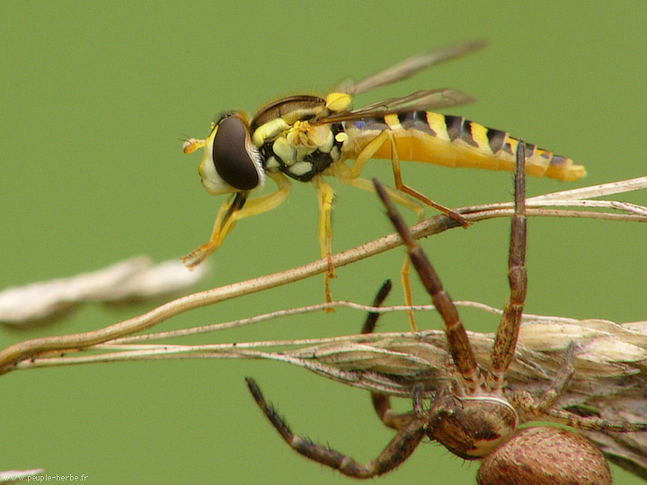 Photo macro Syrphe (Syrphidae)