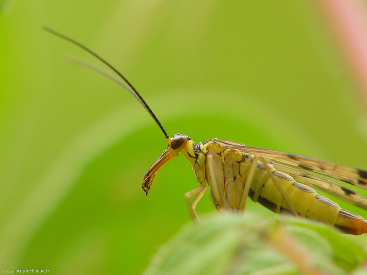 Photo macro Mouche scorpion femelle (Panorpa sp.)