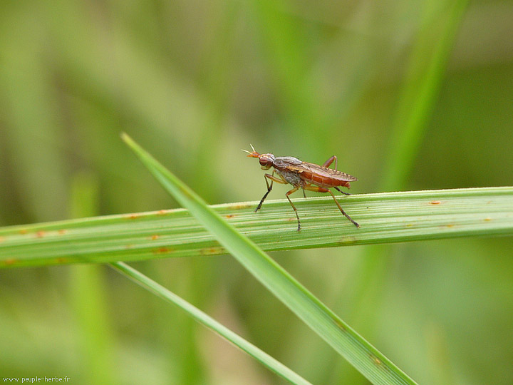 Photo macro Diptère (Diptera)