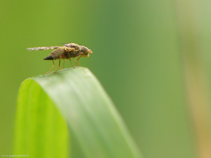 Photo macro Diptère (Diptera)