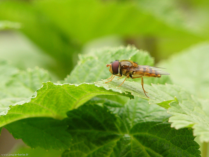 Photo macro Syrphe (Syrphidae)